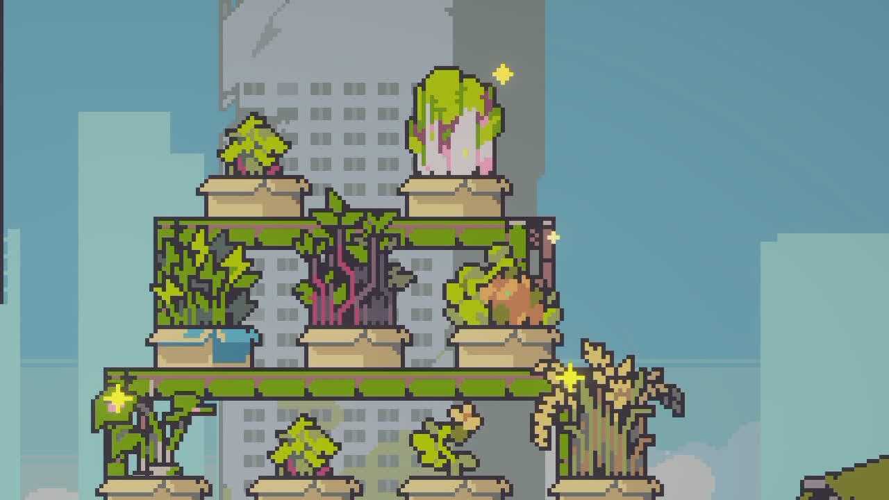 A close view of vine crops and other plants growing in Doloc Town planters